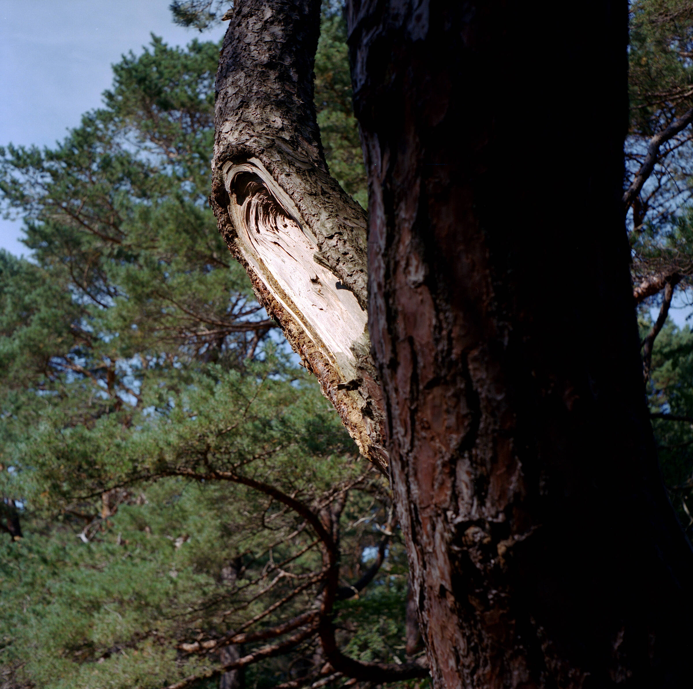 Helles und dunkles Holz