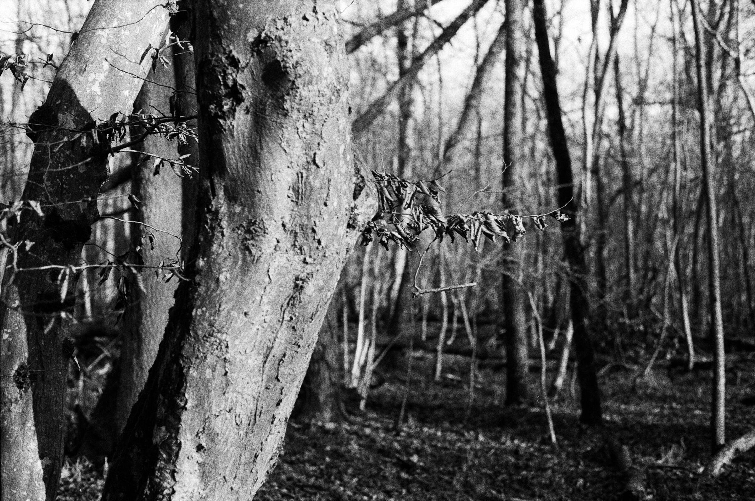 Die Blätter des letzten Jahres