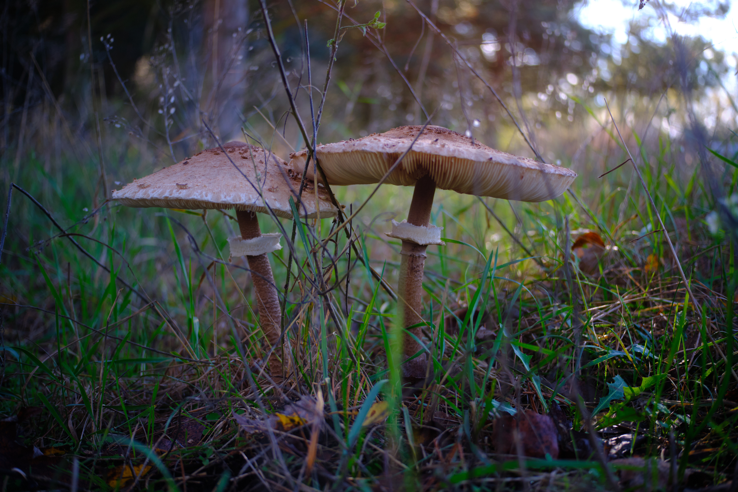 Mushroom Twins