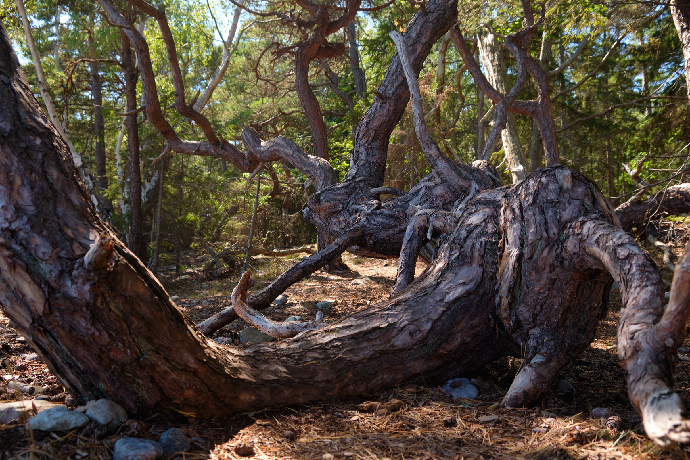 A Trolls Path