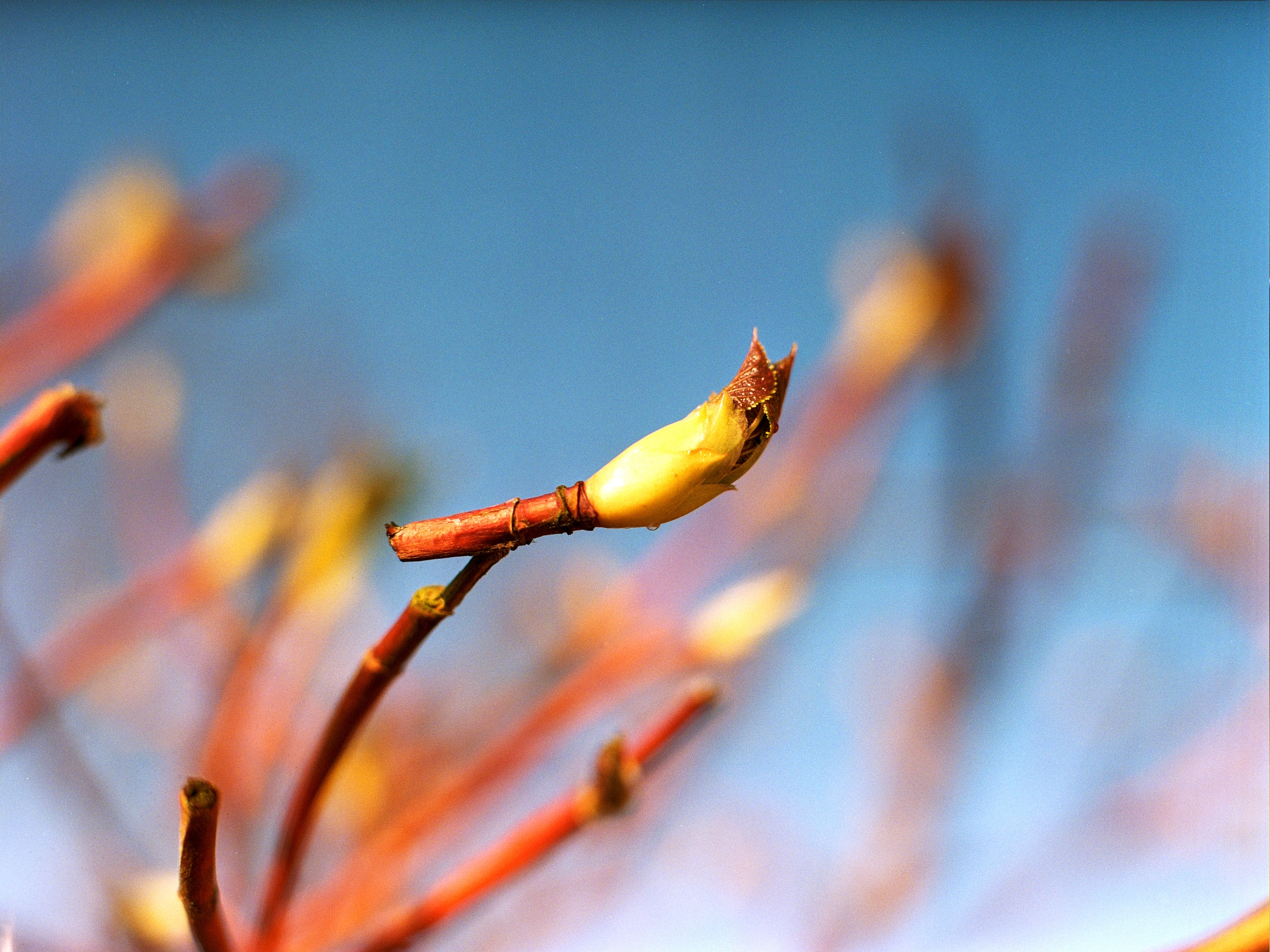 Bunte Kraft der Natur