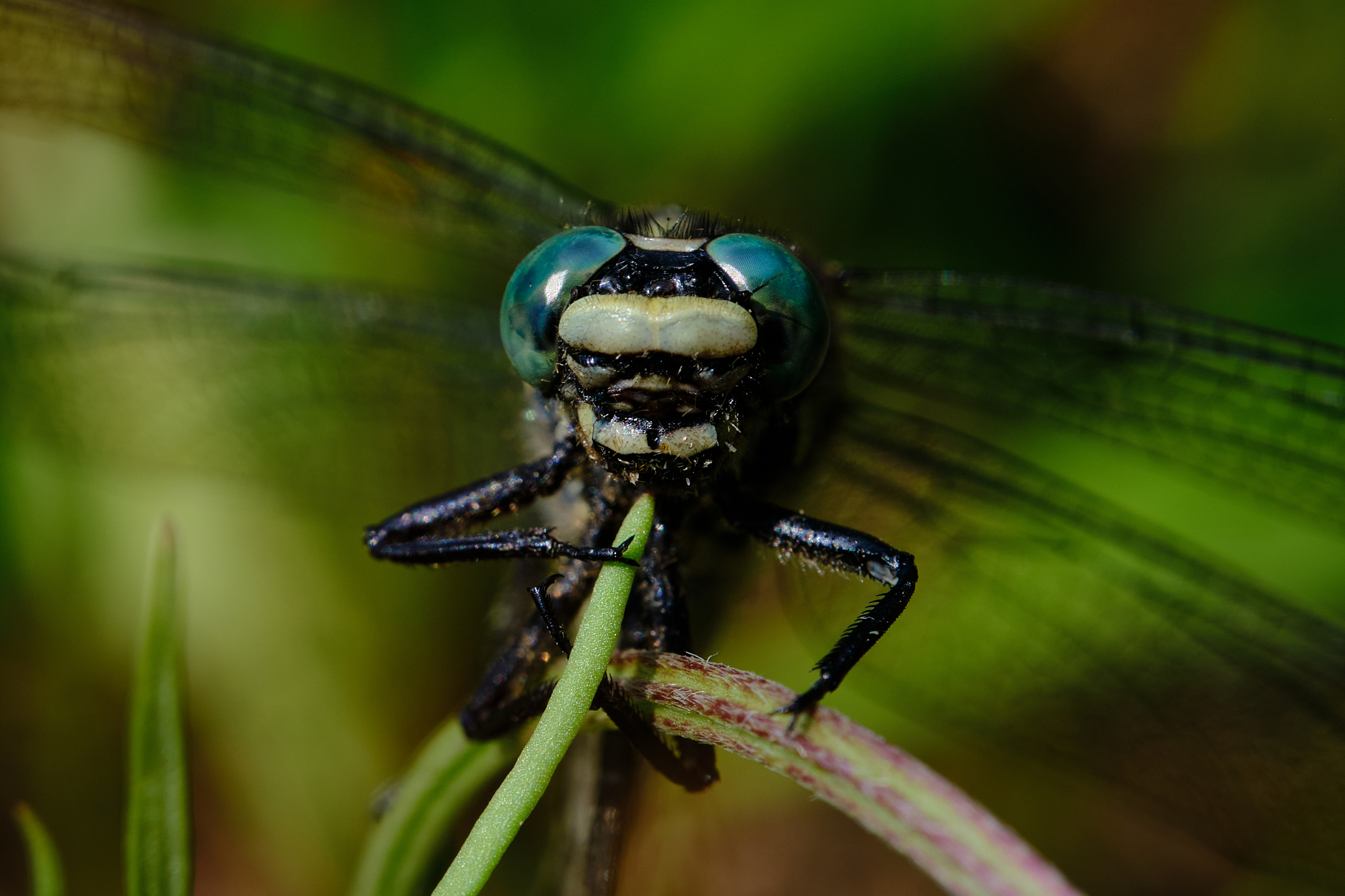 Up Close And Personal