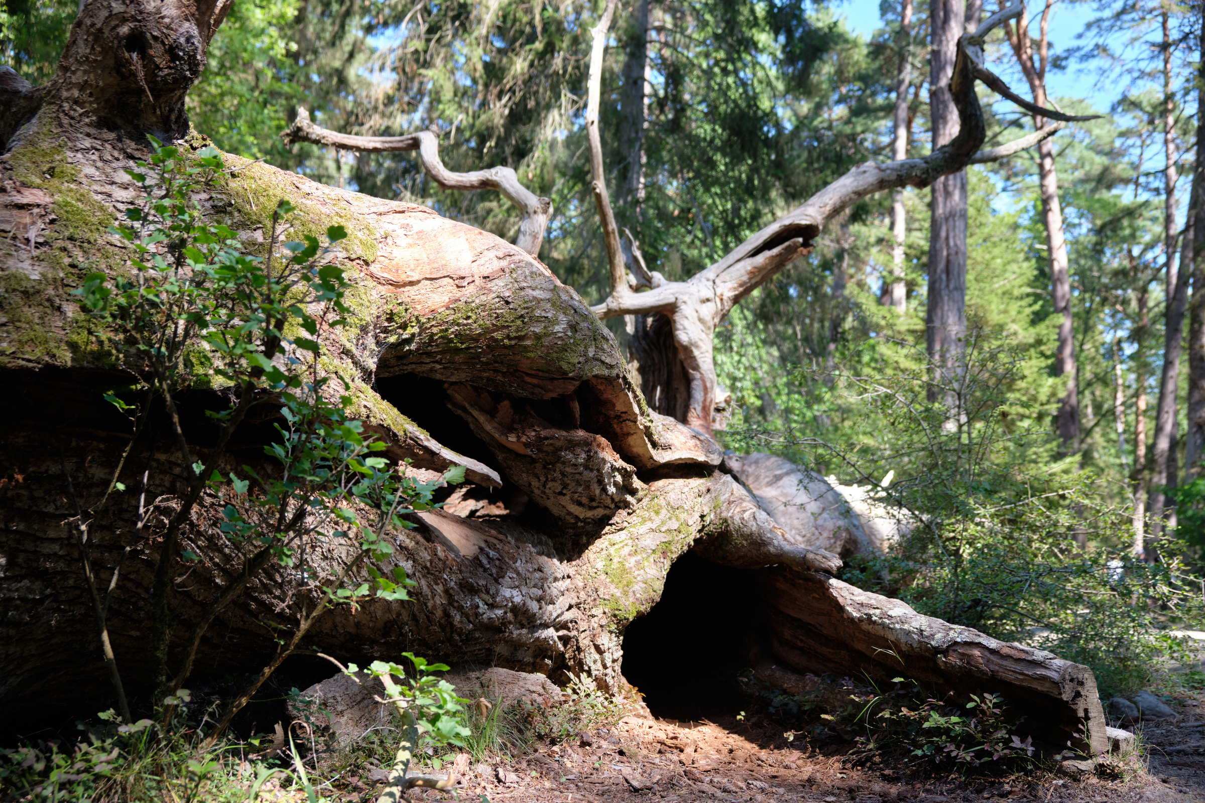 Troll Caves?