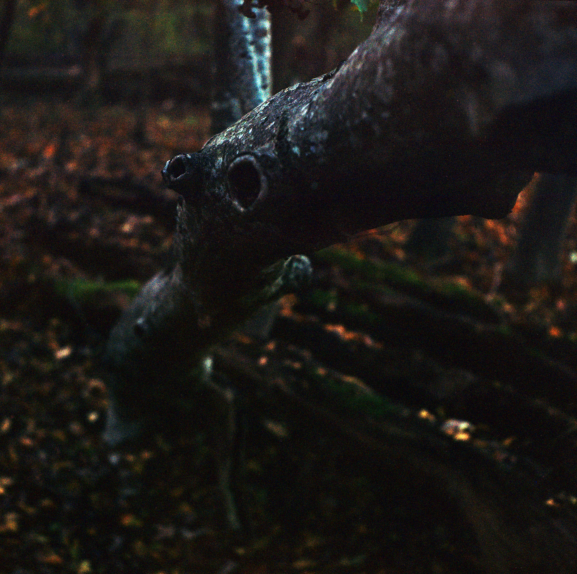 Waldgeist