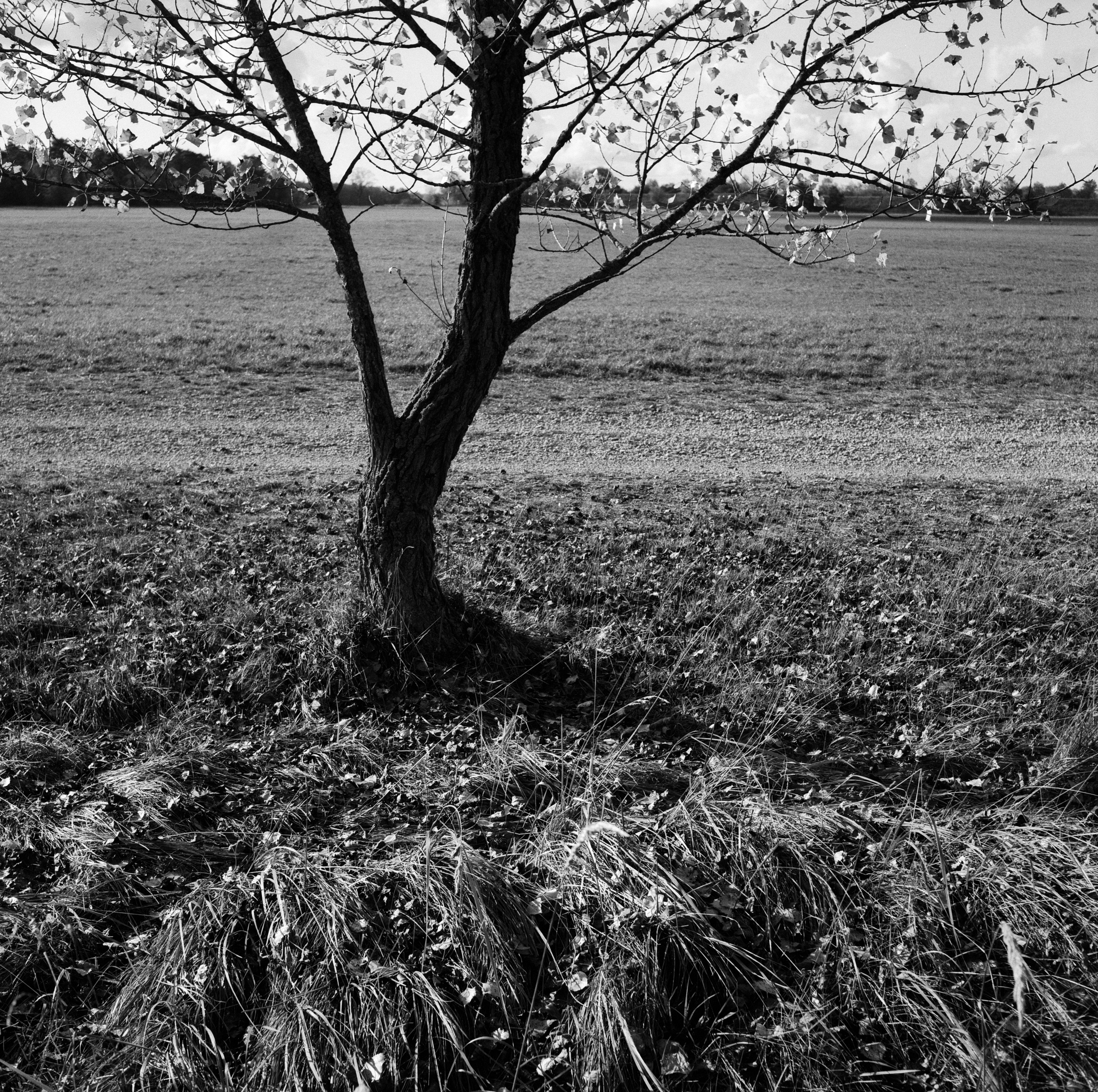 Am Weg steht der Baum