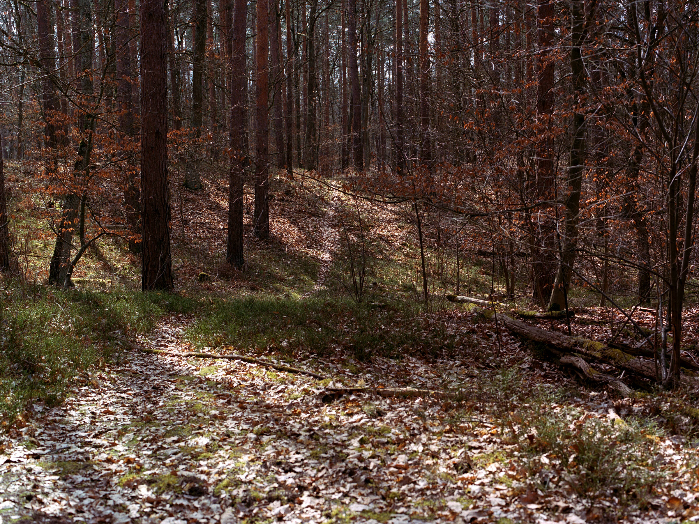 Weg im Wald