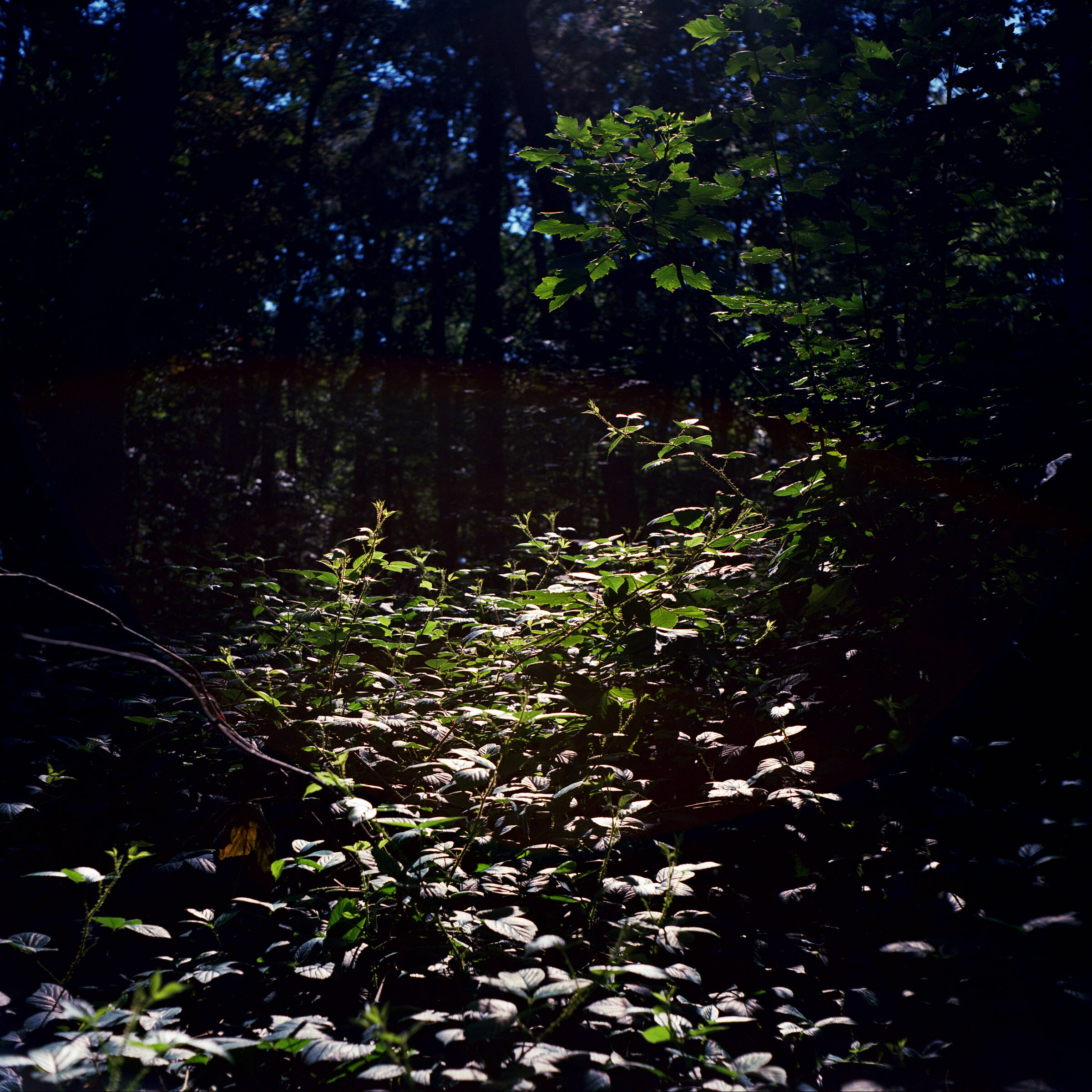 Leuchtender Blätterpfad