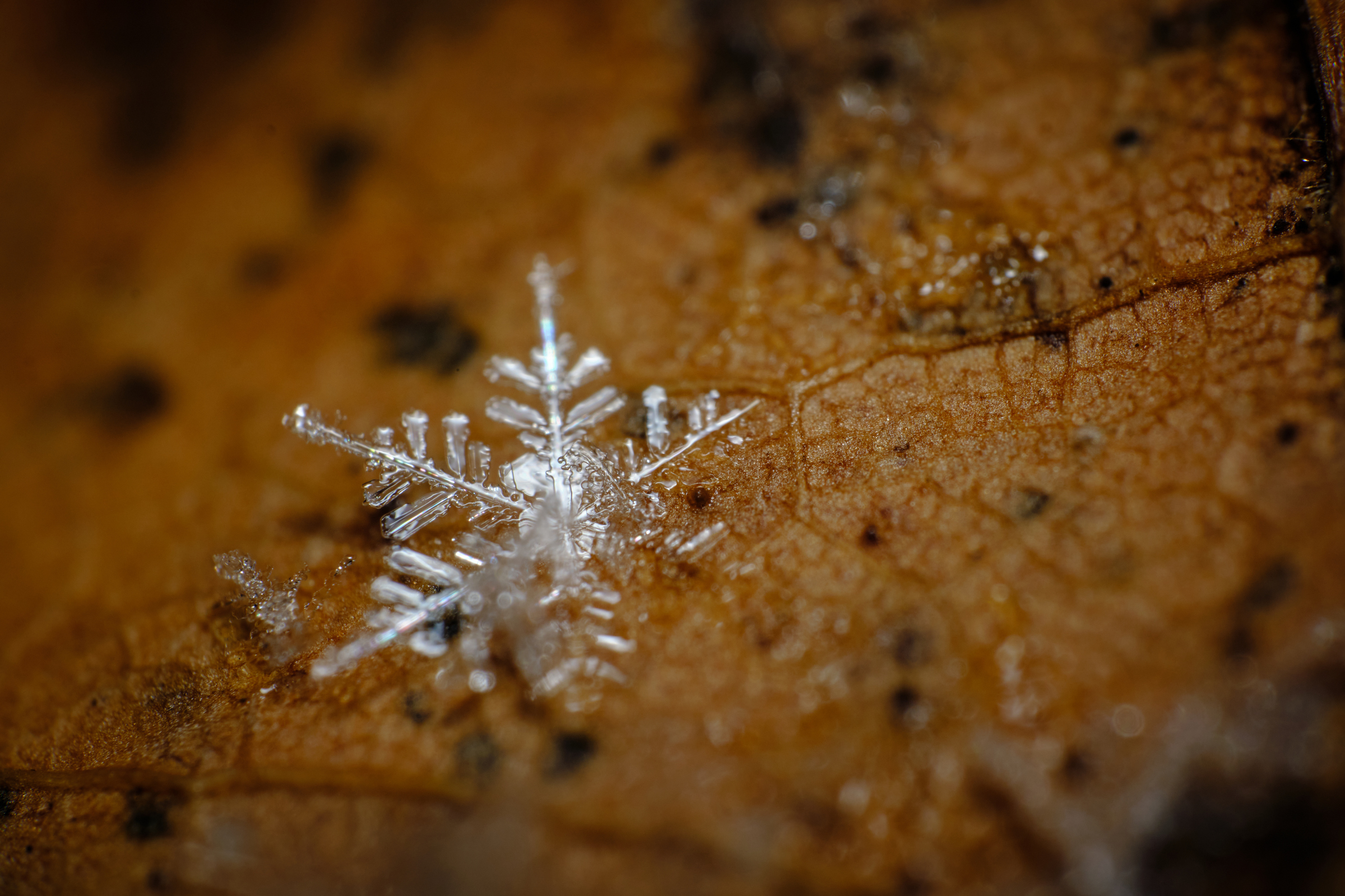 Snowflake I