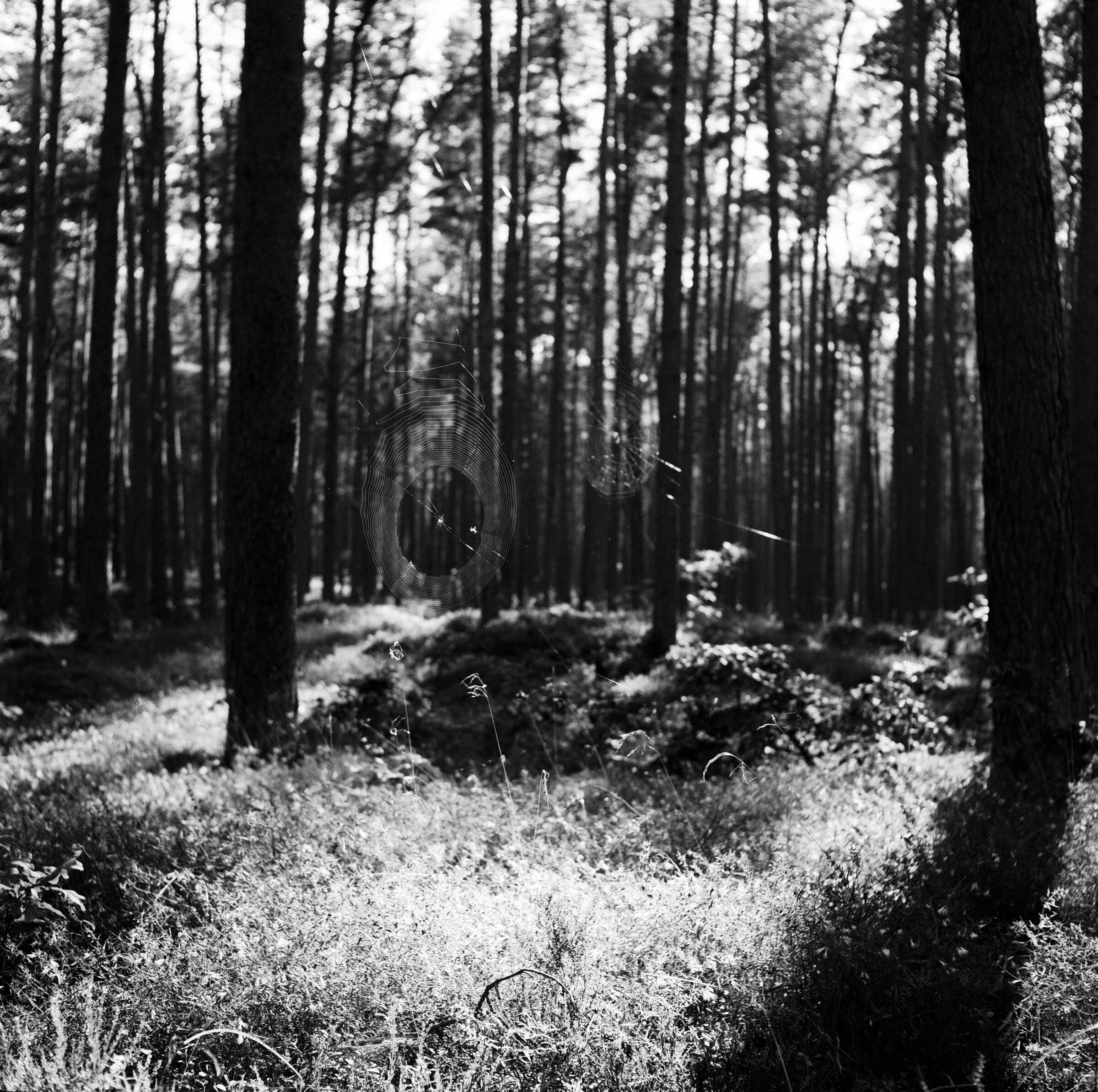 Muster und Kontraste