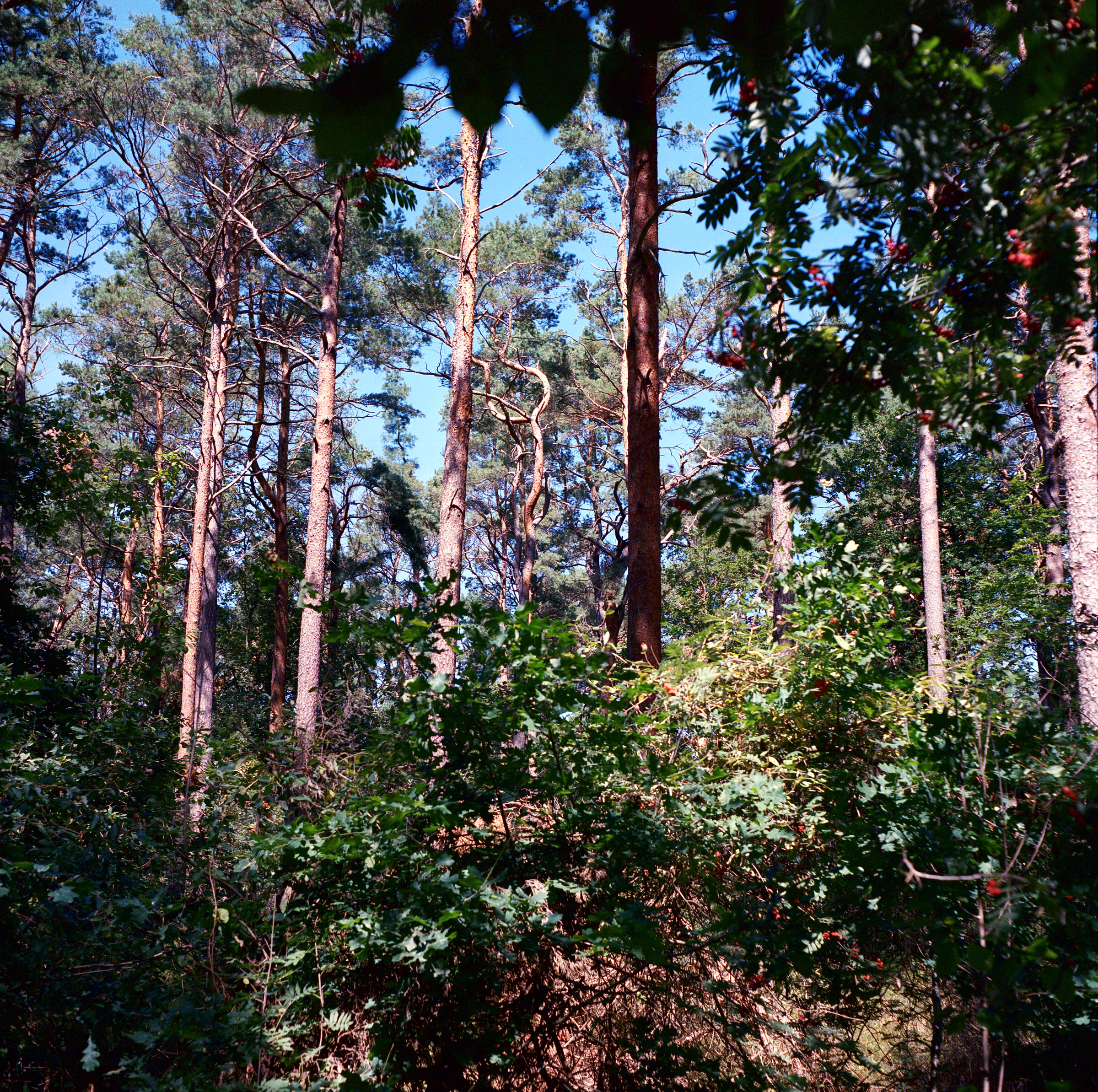Unter der Eberesche