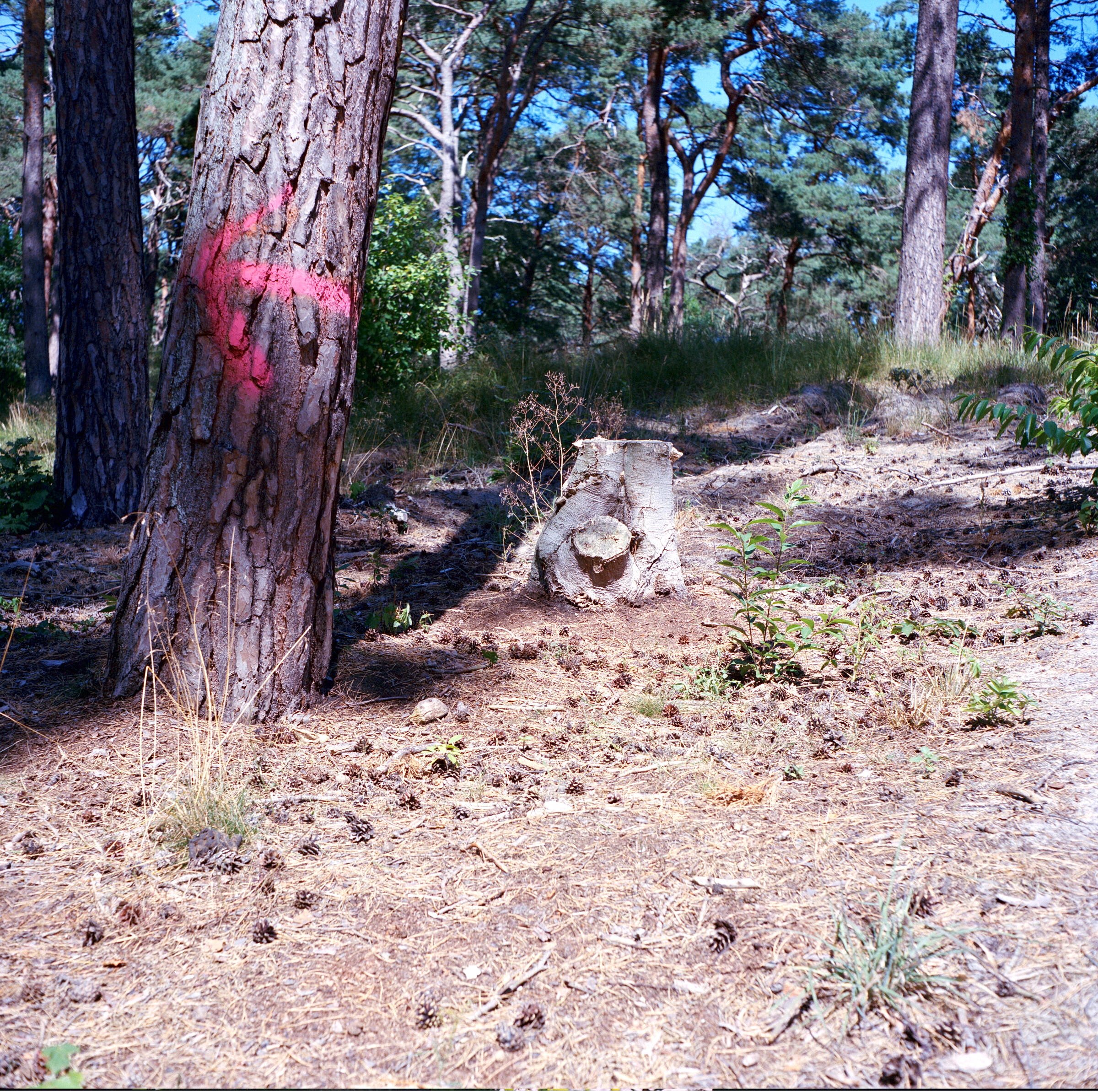 Der Mensch sagt: Da lang!