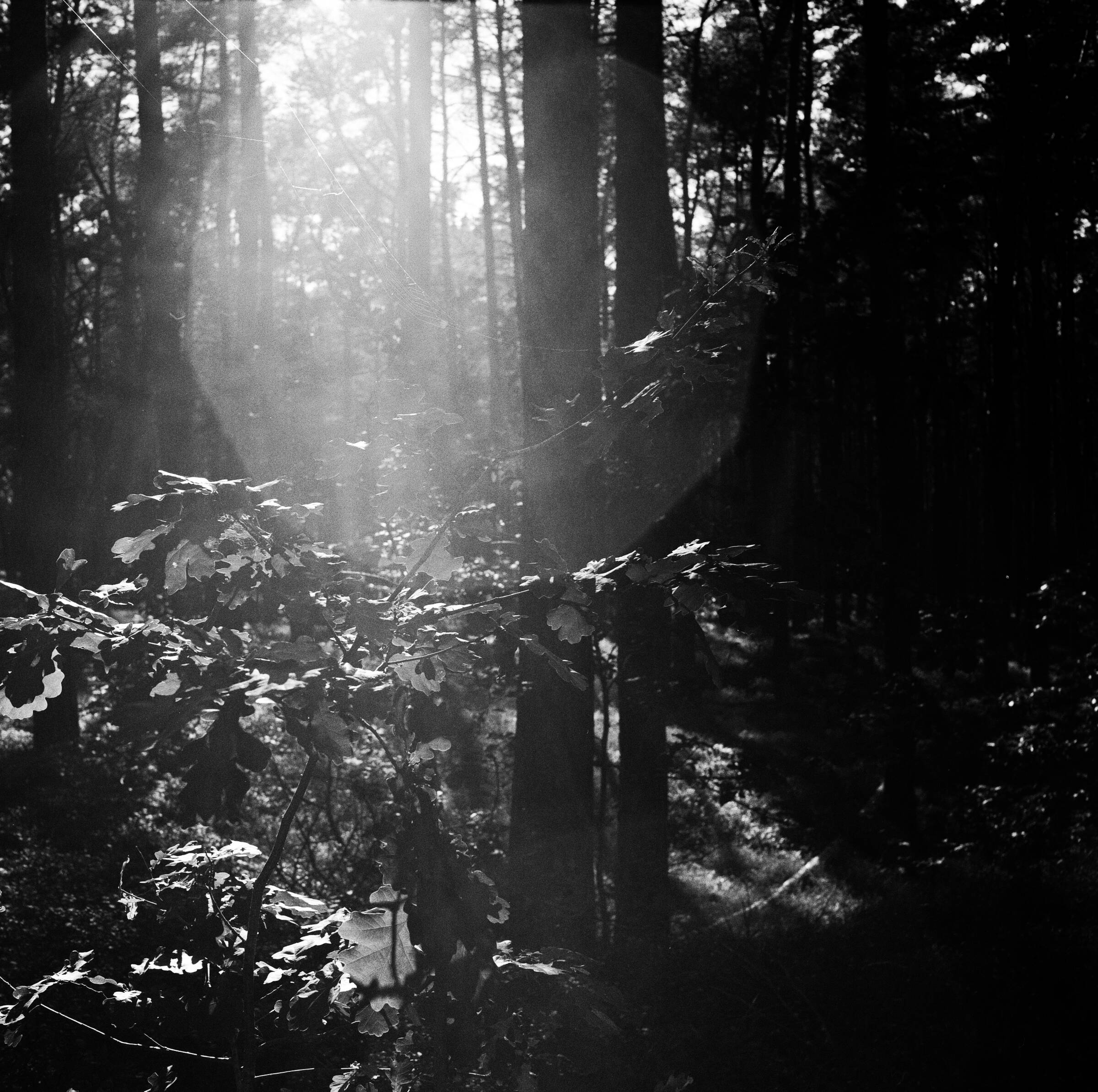 Eiche, Spinne, Vieleck