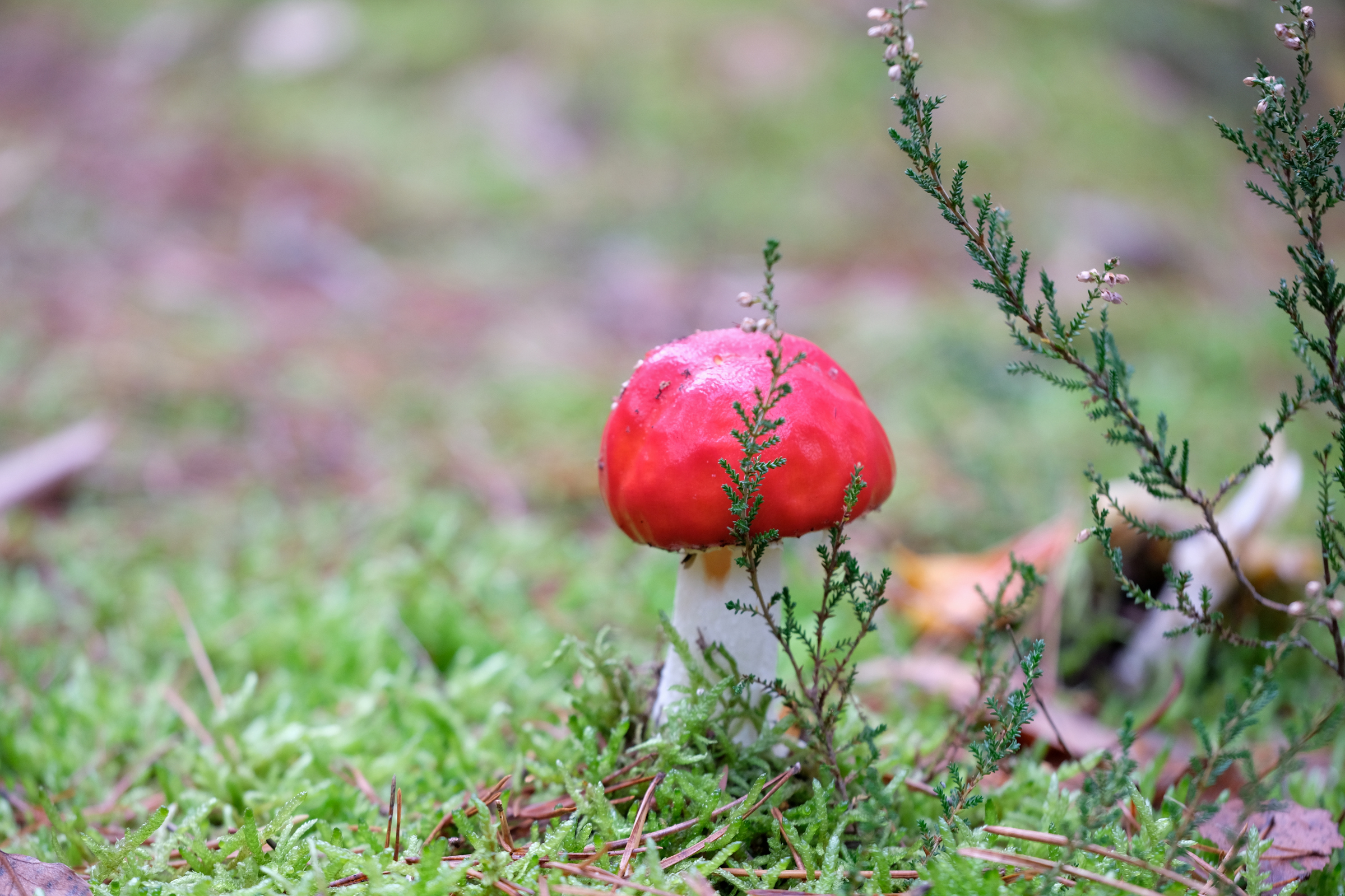 Cute Little Mushrooms I