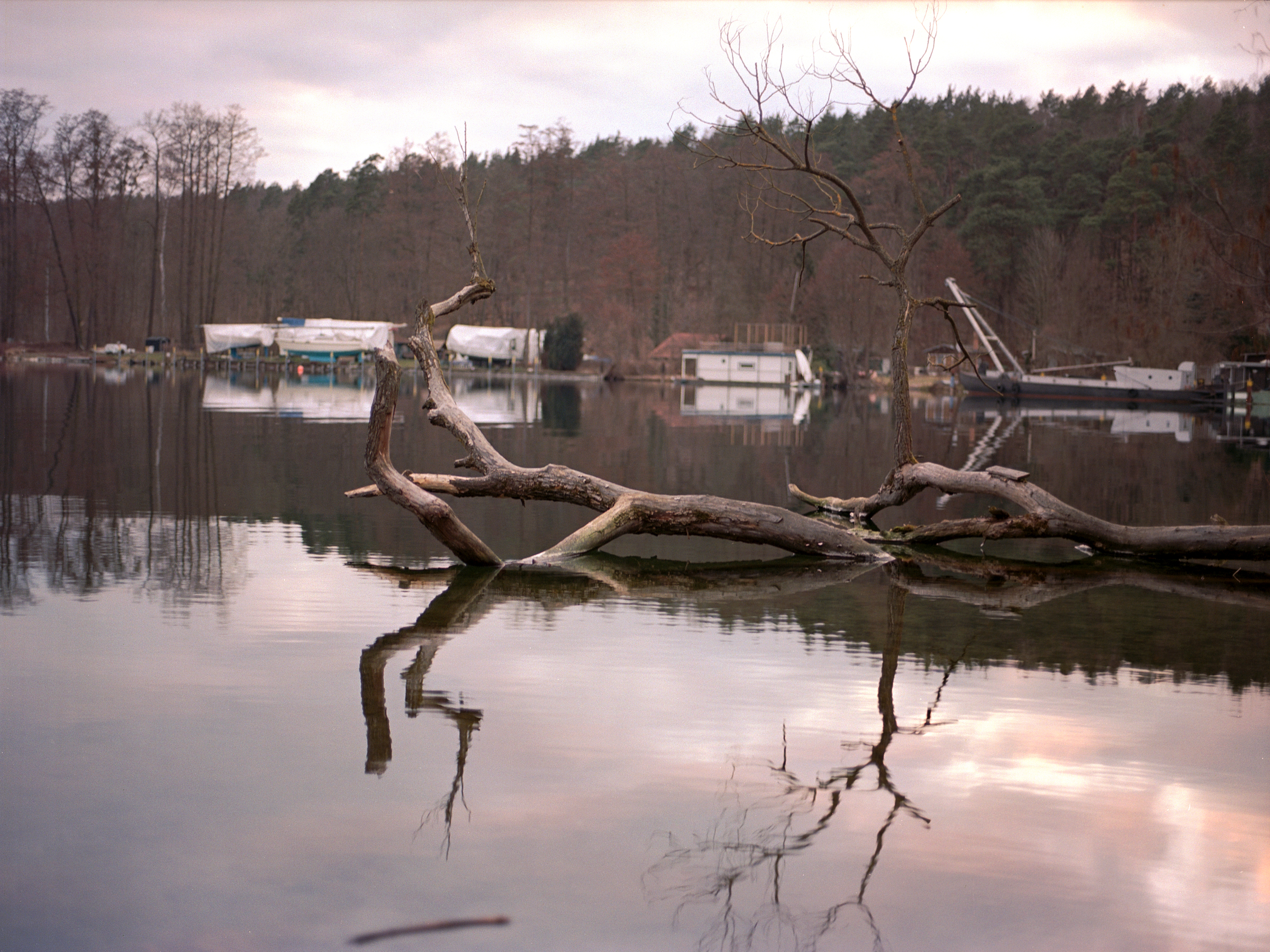 Ein Baum und das Wasser