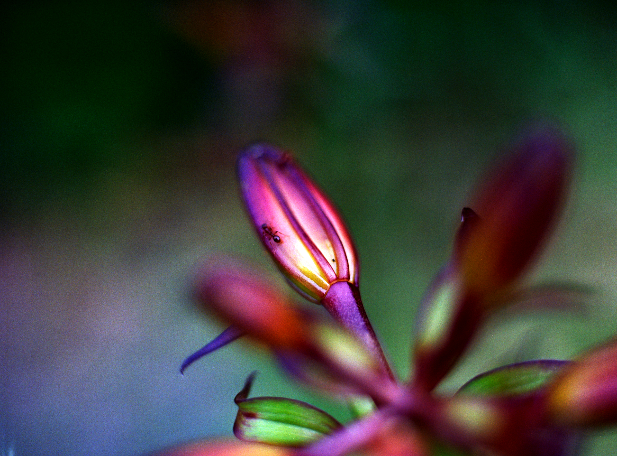 Besucherin