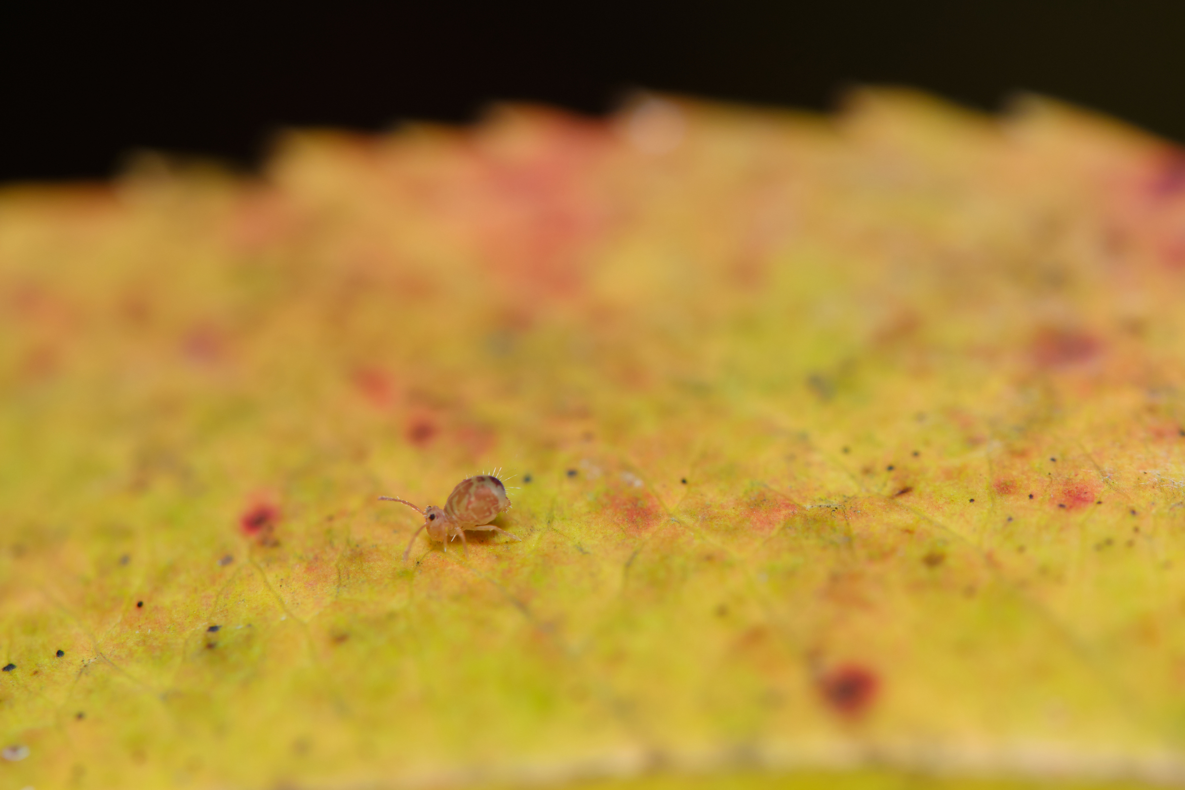 Tiny Spider On A Voyage