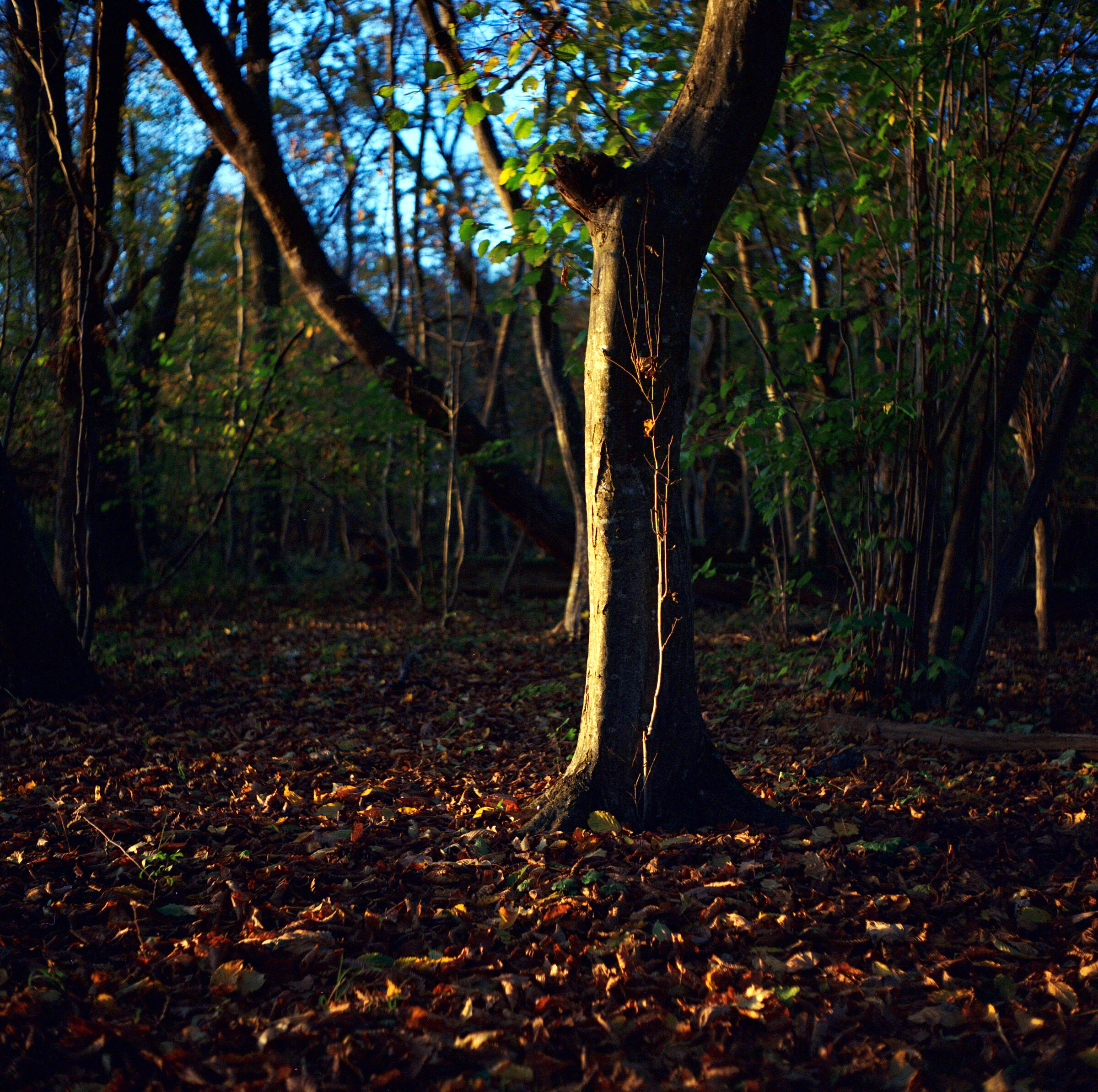 Genießen die Abendsonne