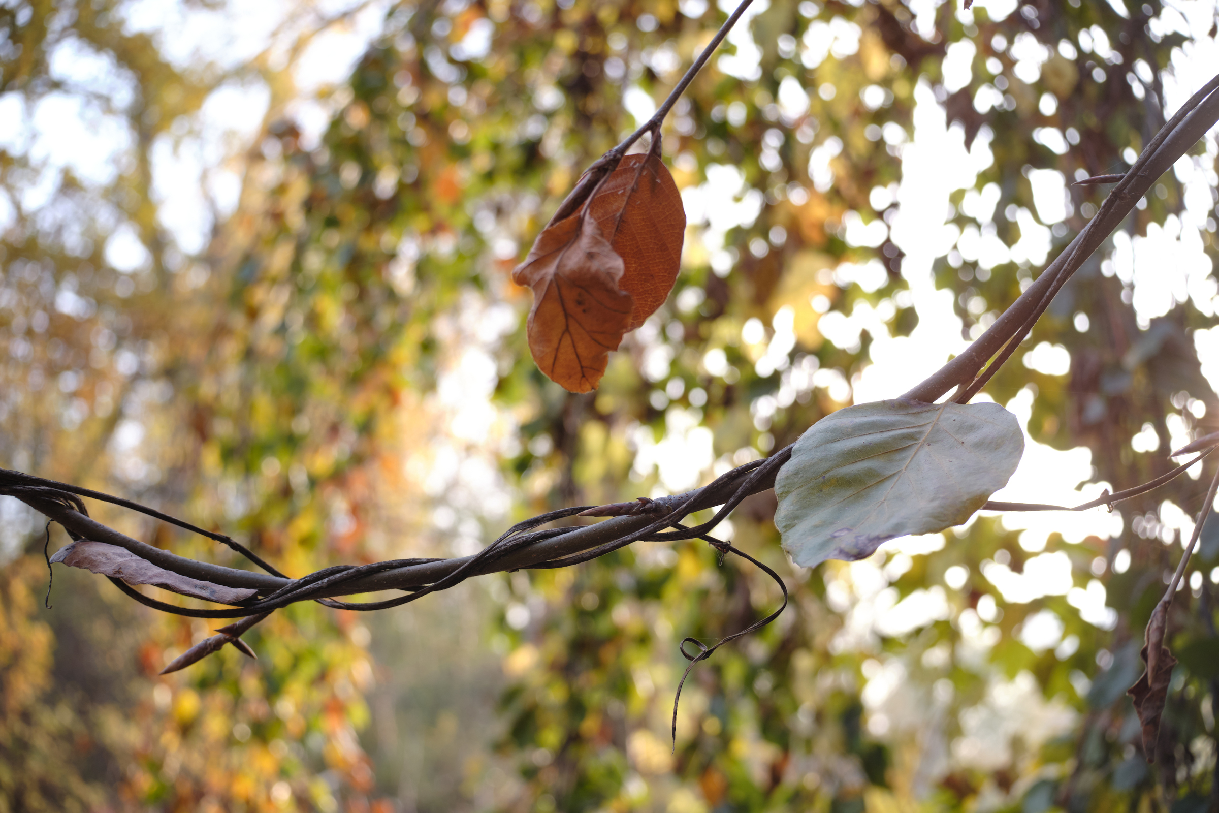 November Leaves