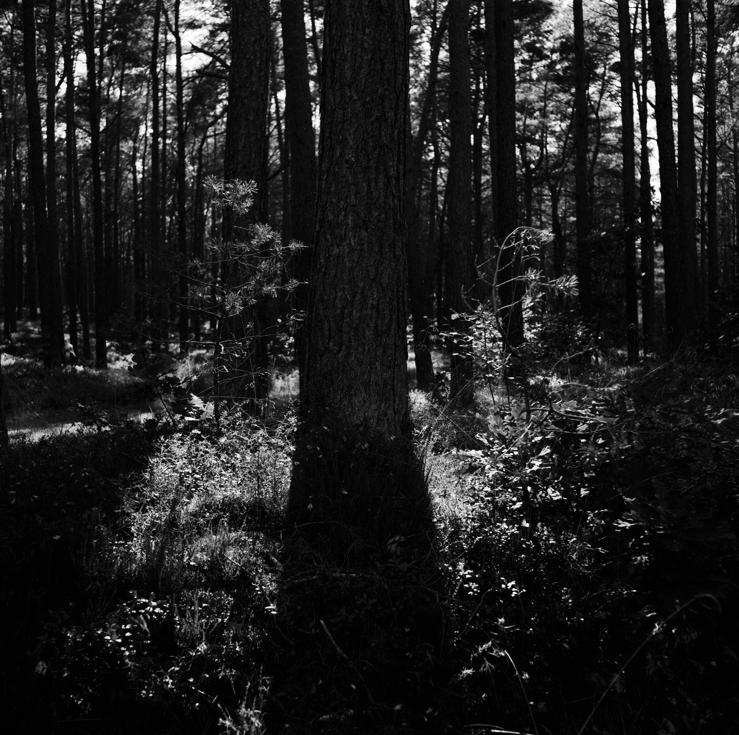 Pflanzen im Gegenlicht