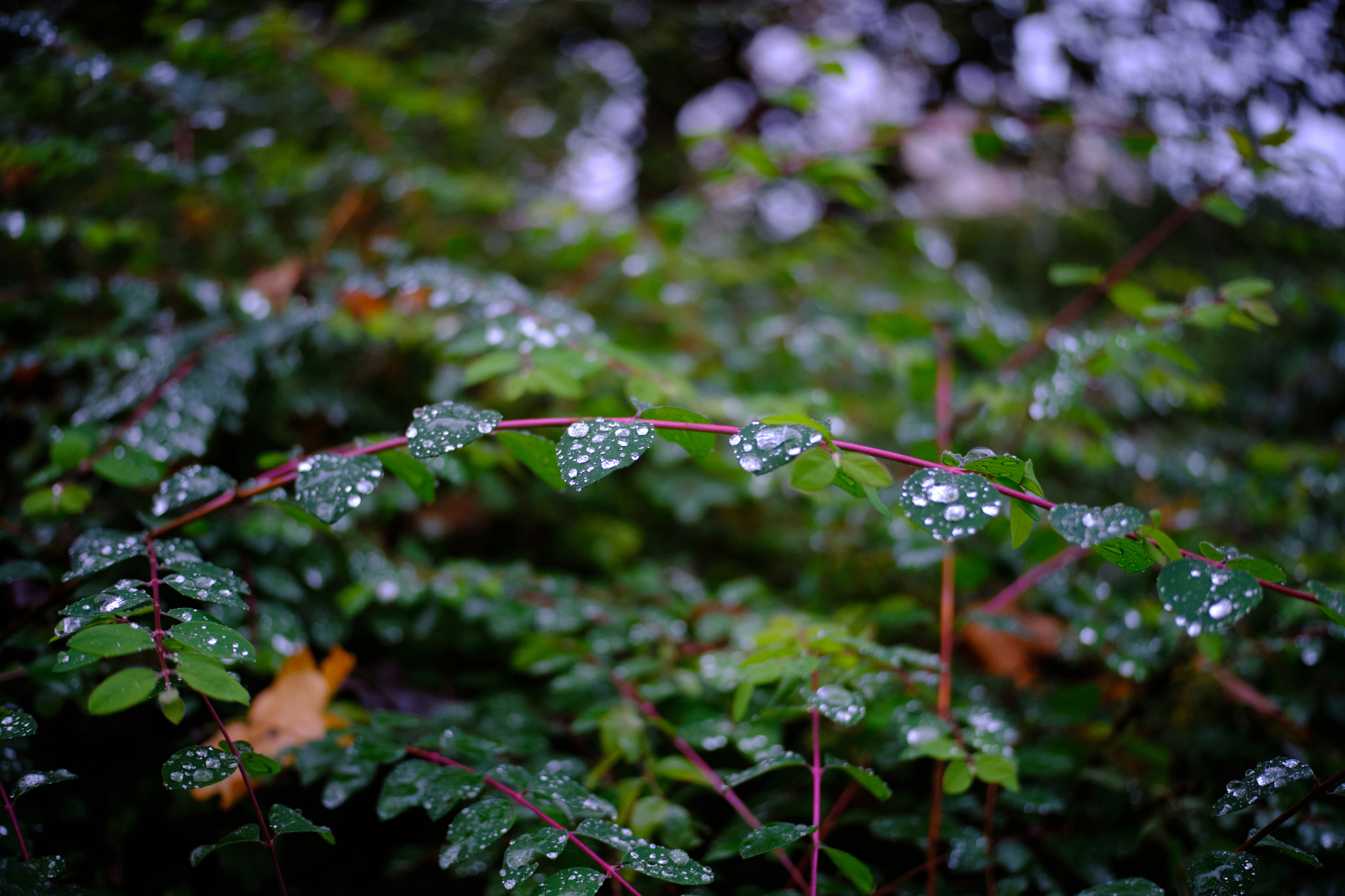 Like Pearls In Row