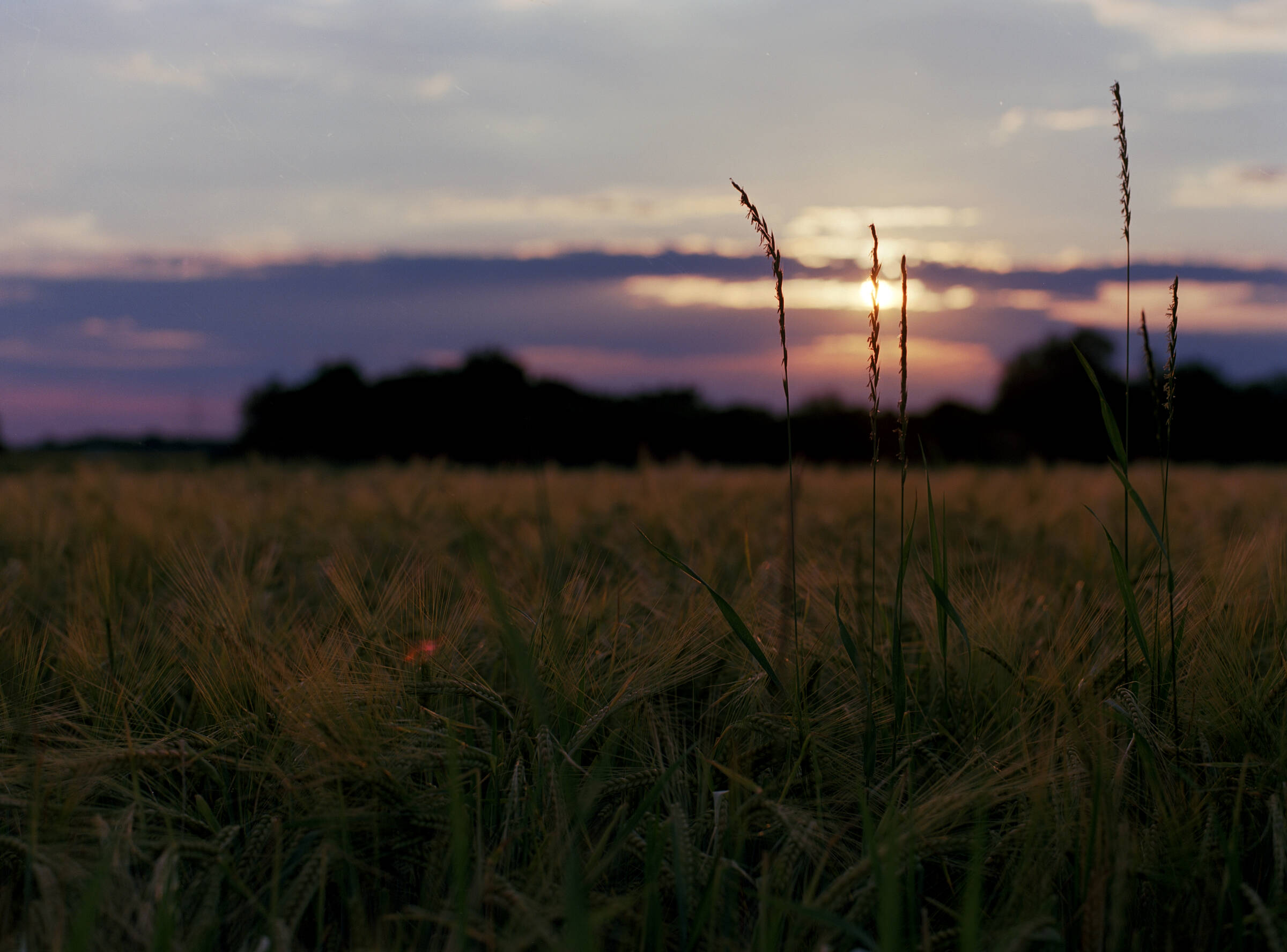 Ähren im Sonnenuntergang