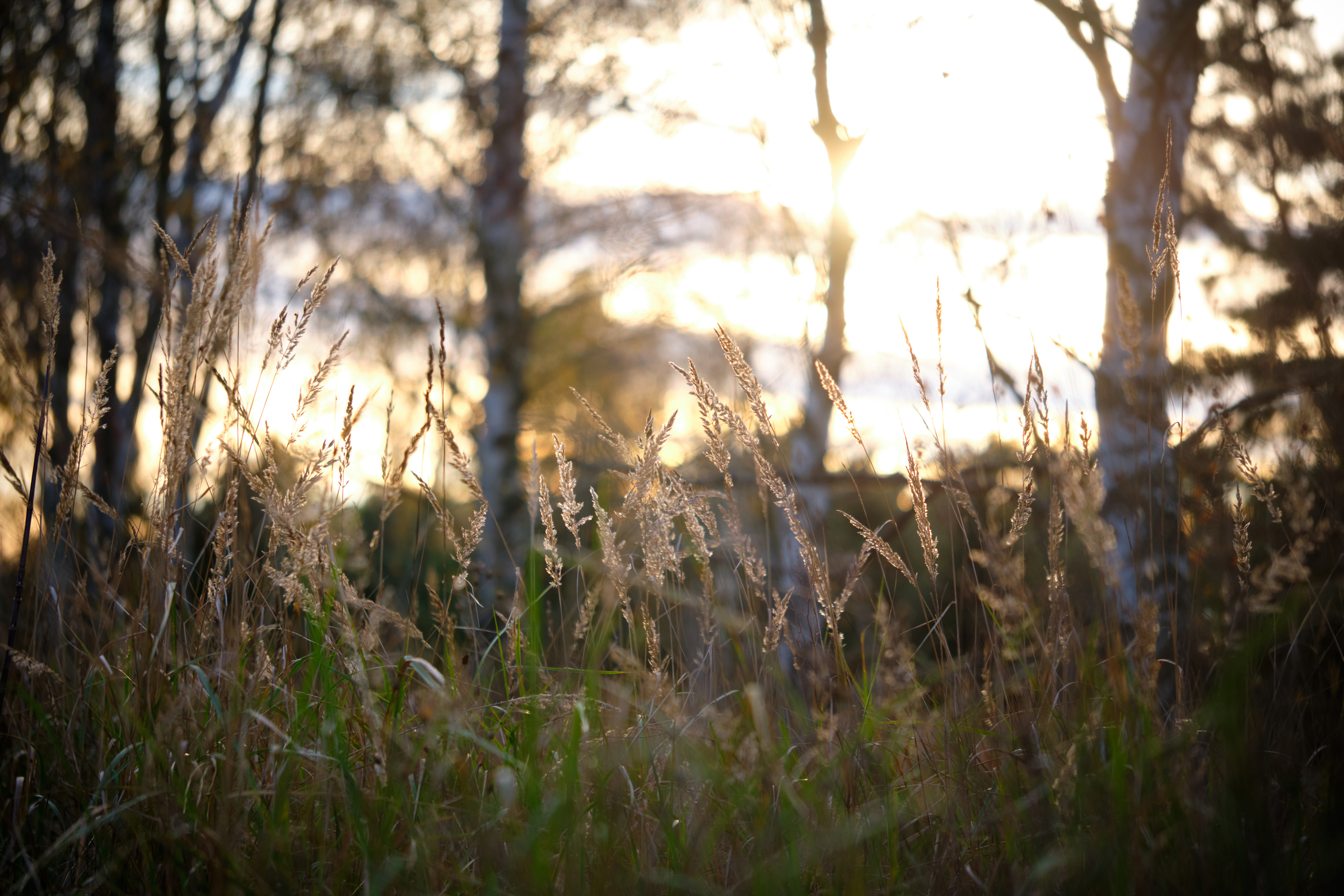 Golden Hues I