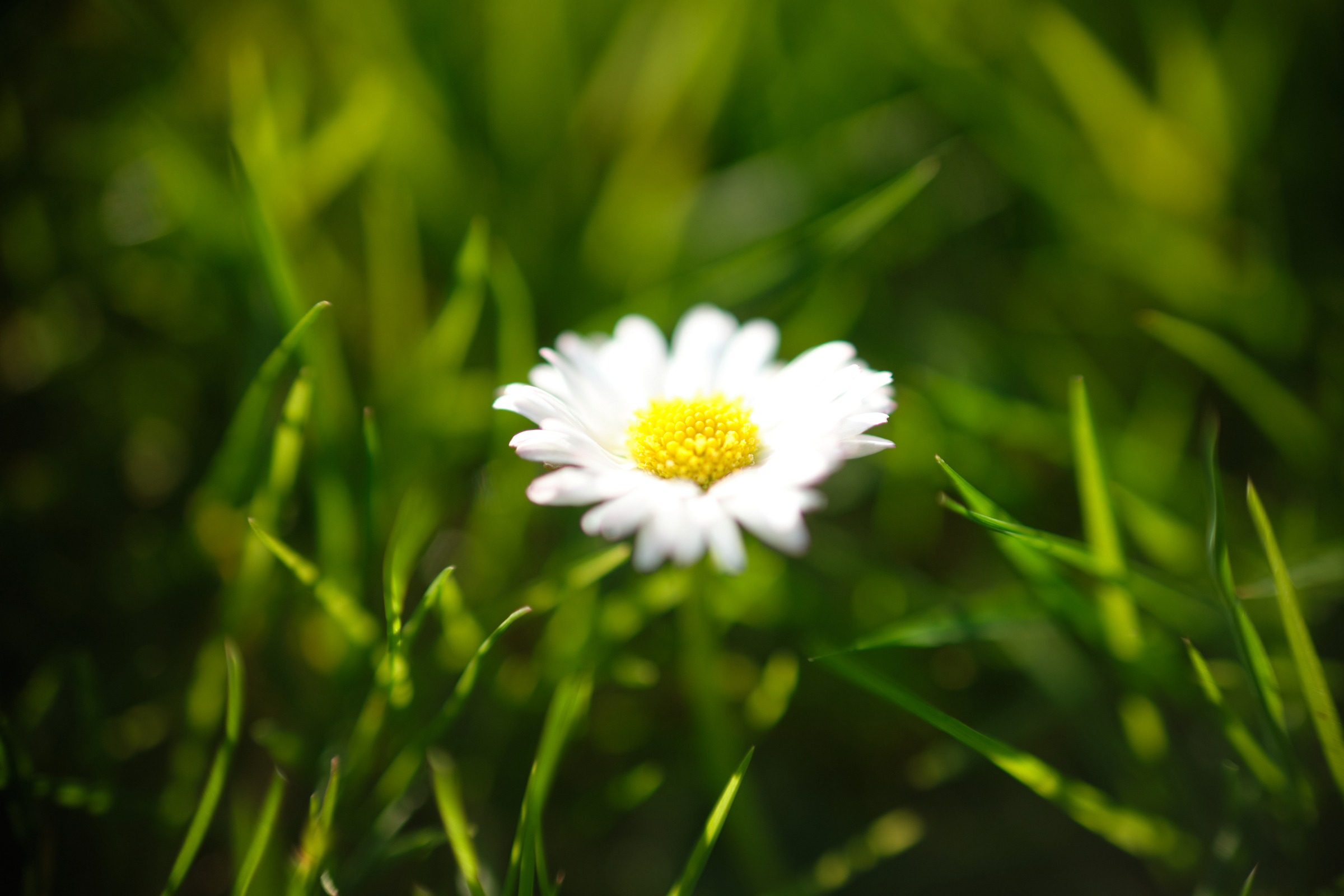 Bright White II
