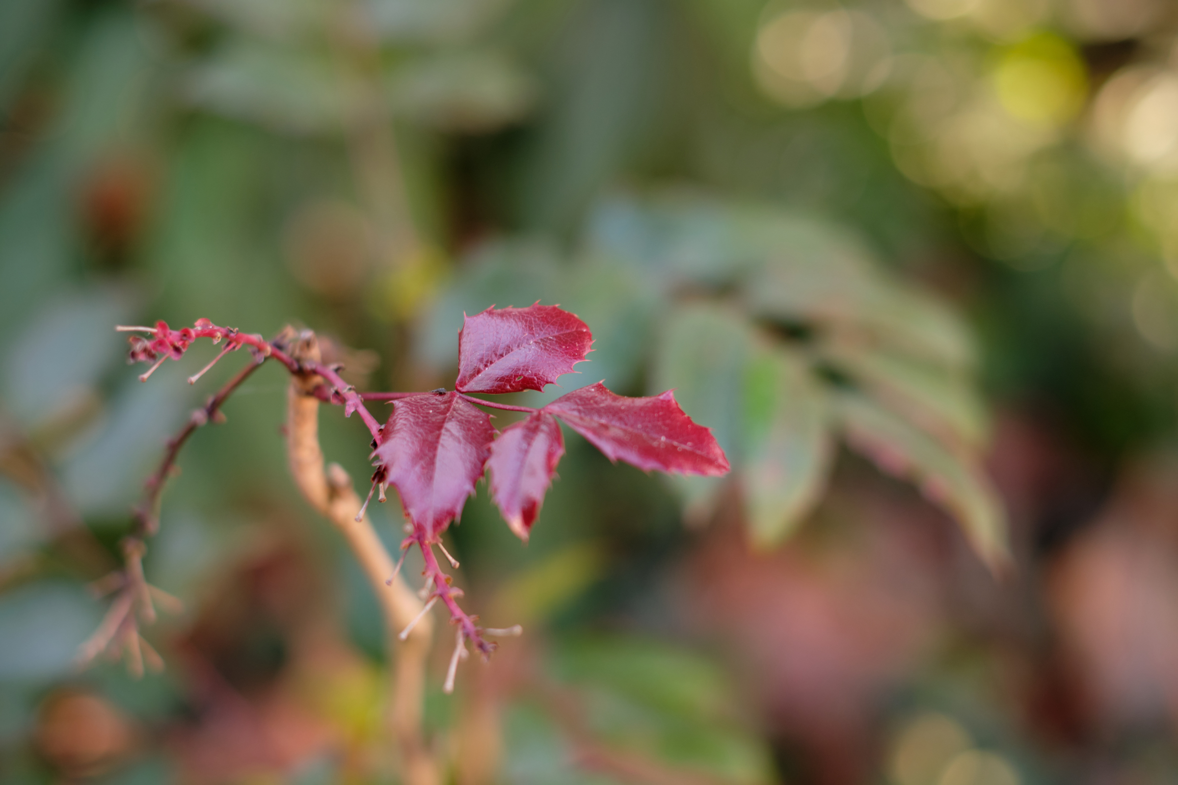 Red On Green