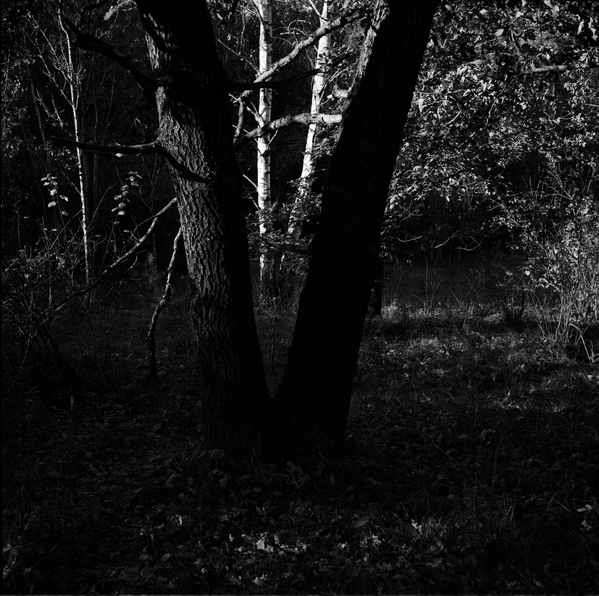 Symmetree