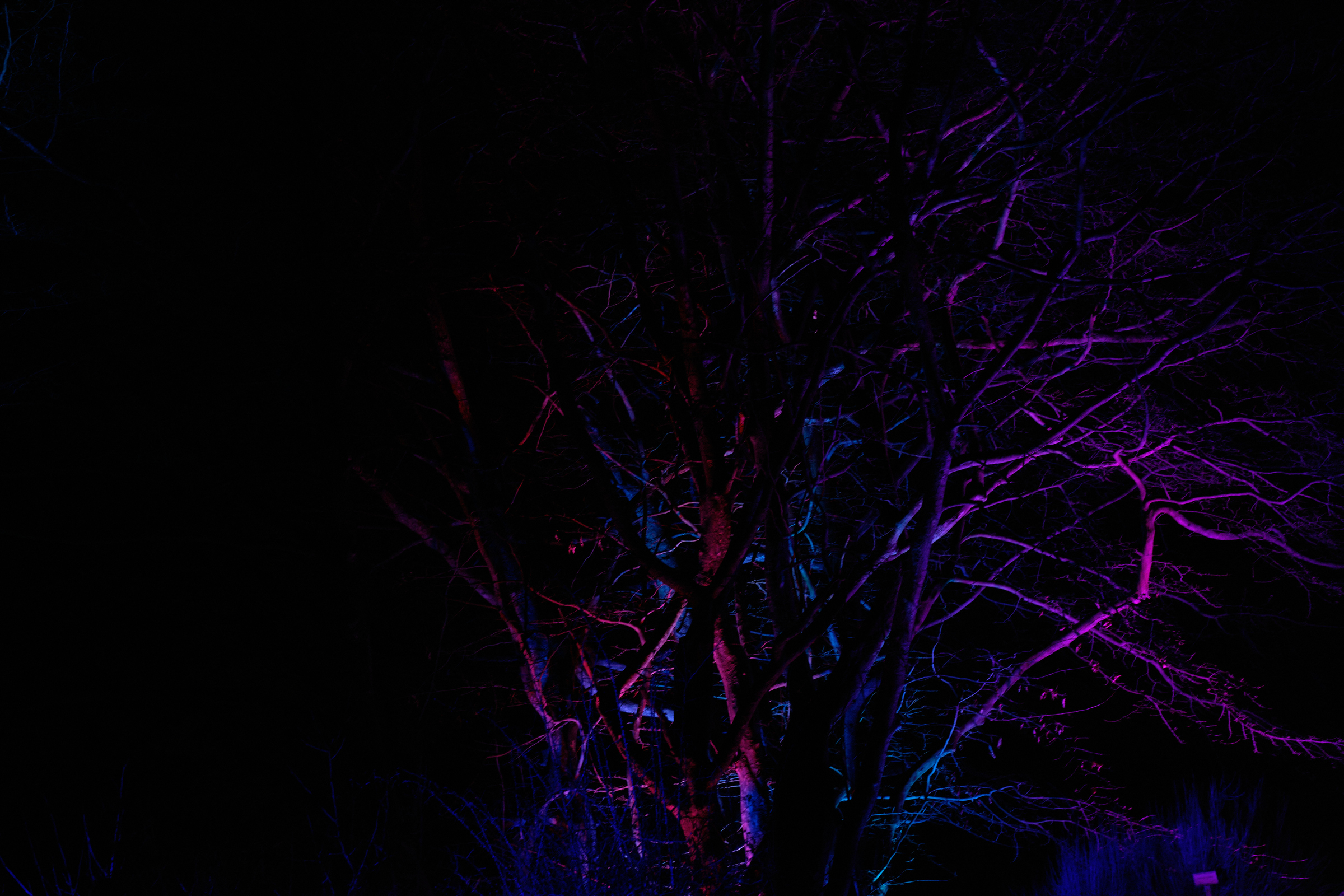 Colored Trees II