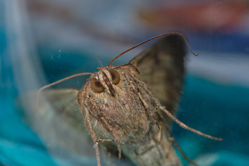 Macro moth II