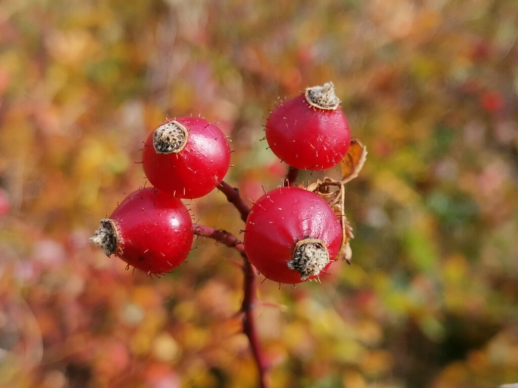 Rosenfrucht