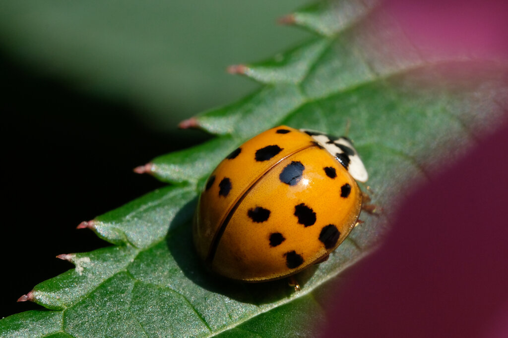 Macro Ladybug