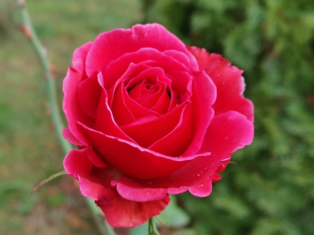 Eine rote Rose blüht