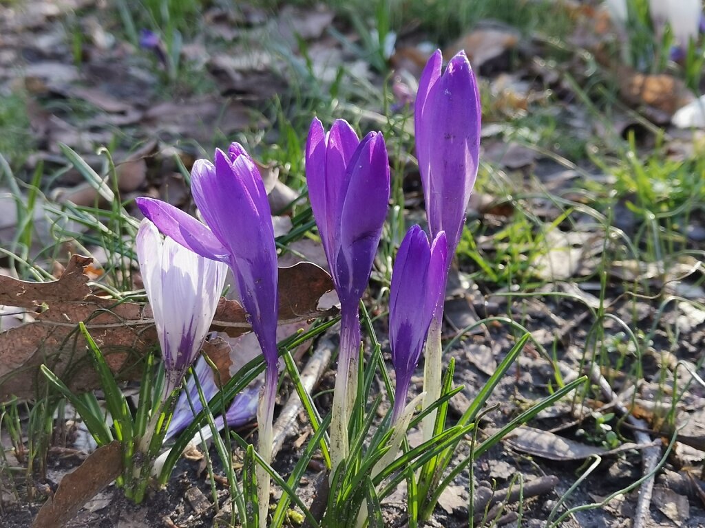 Der Frühling
