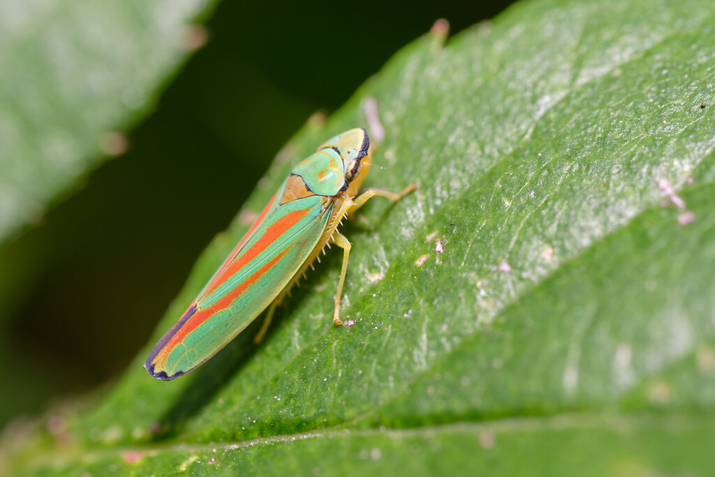 Colorful Leafhoppers VII