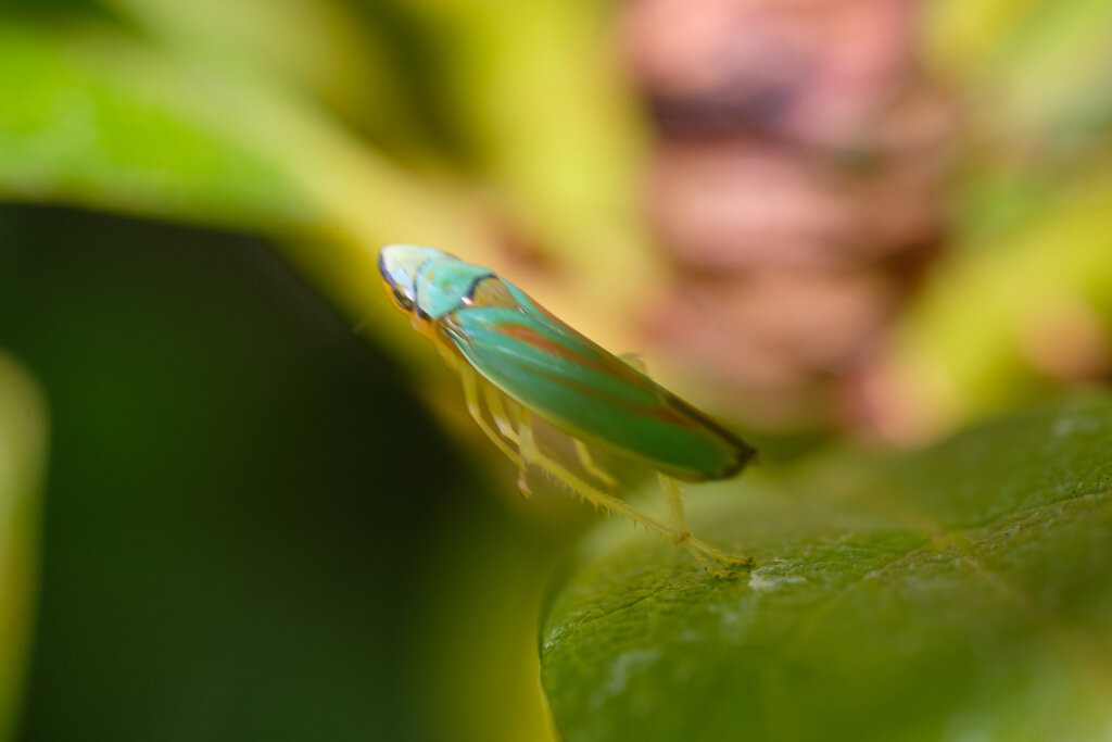 Colorful Leafhoppers IV