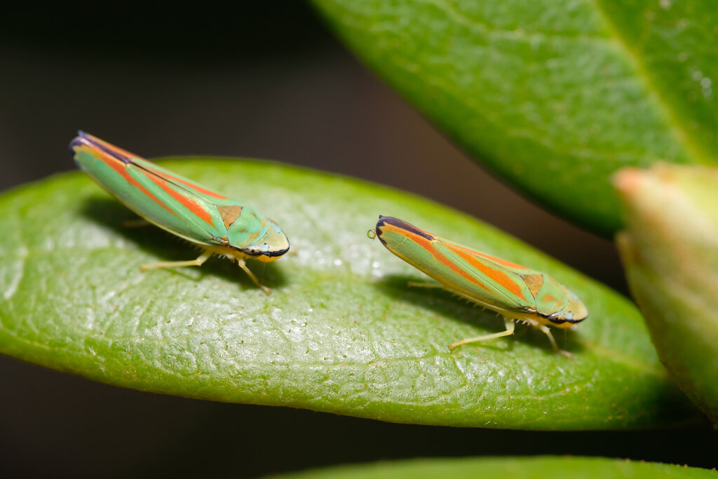 Colorful Leafhoppers V