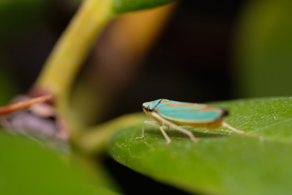 Colorful Leafhoppers III