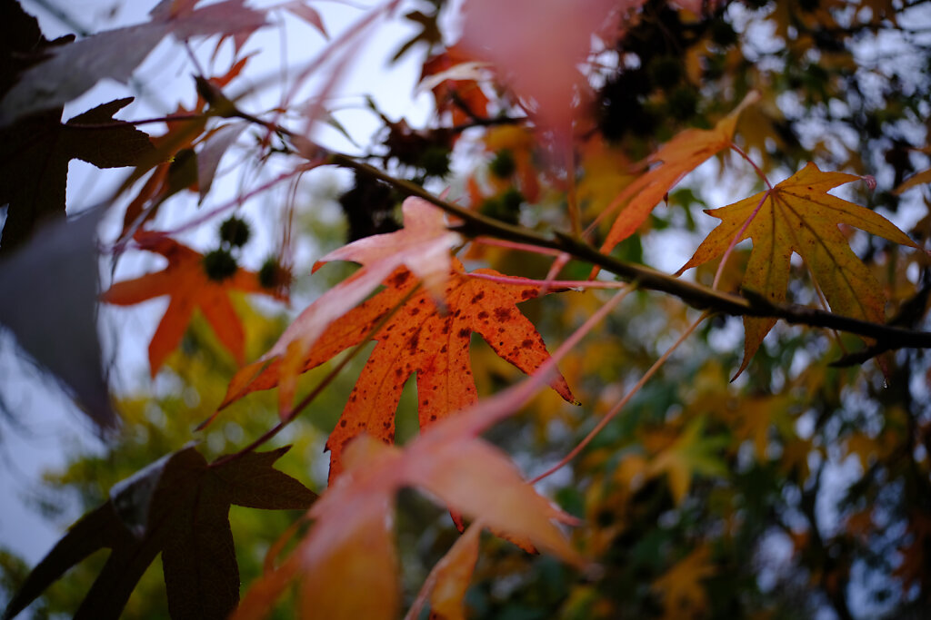 Colourful Autumn Leaves II