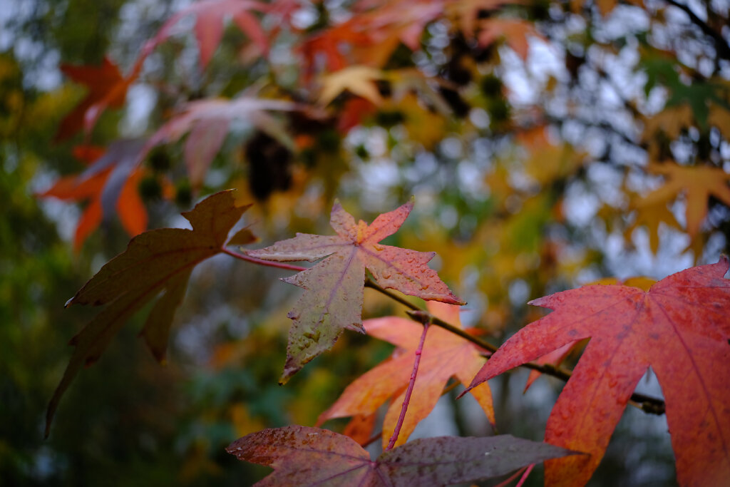 Colourful Autumn Leaves III