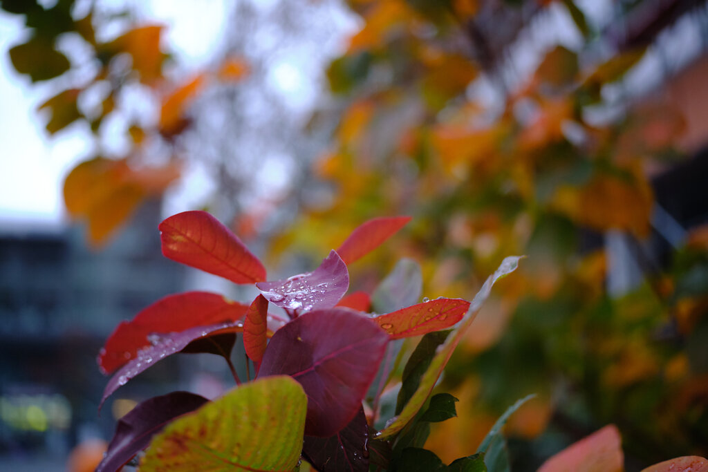Colourful Autumn Leaves I