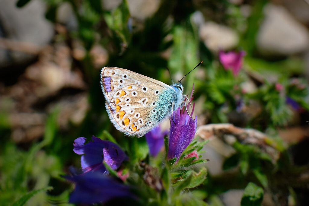 Beautiful Butterflies II