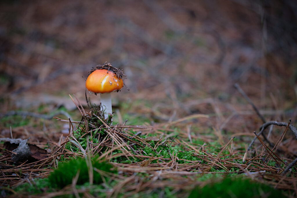 Cute Little Mushrooms IV